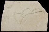 Fossil Leaf (Leguminosae?) - Green River Formation, Utah #111428-1
